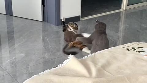 cat fight 👍👍