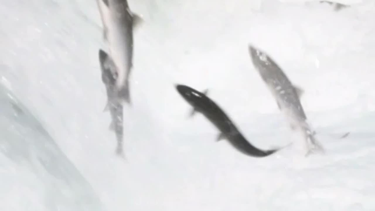 Wow, there are so many fish! It's great for fishing, bro.