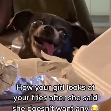 Dog looking to the fries in hillarious way.mp4