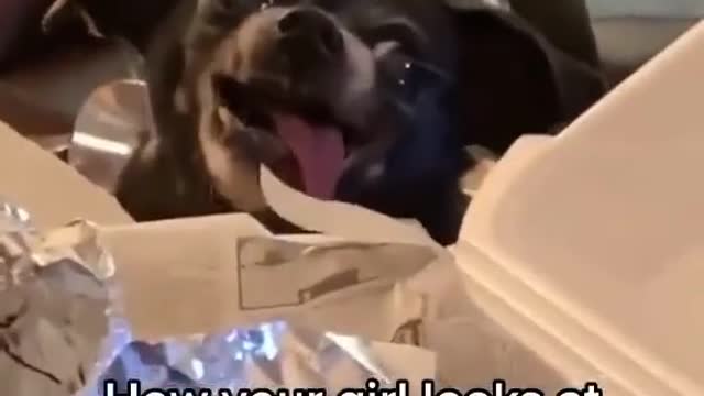 Dog looking to the fries in hillarious way.mp4