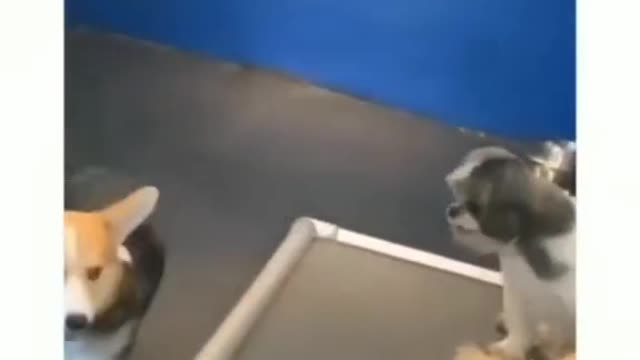 A dog's daily routine