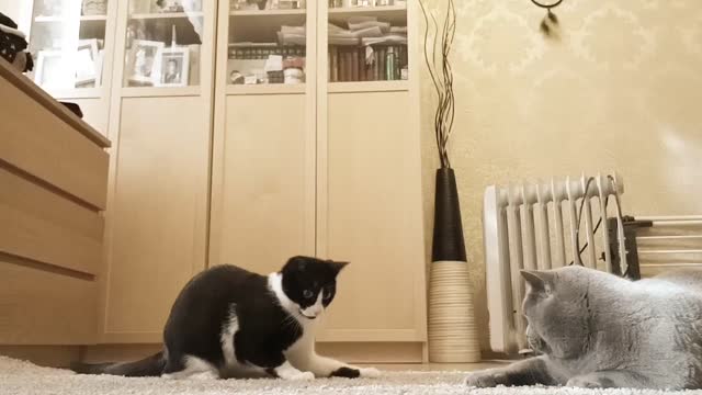 check out those two funny cats playing together