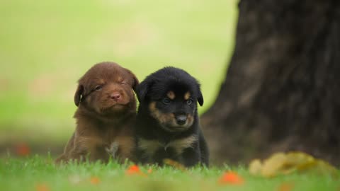 Cute puppies