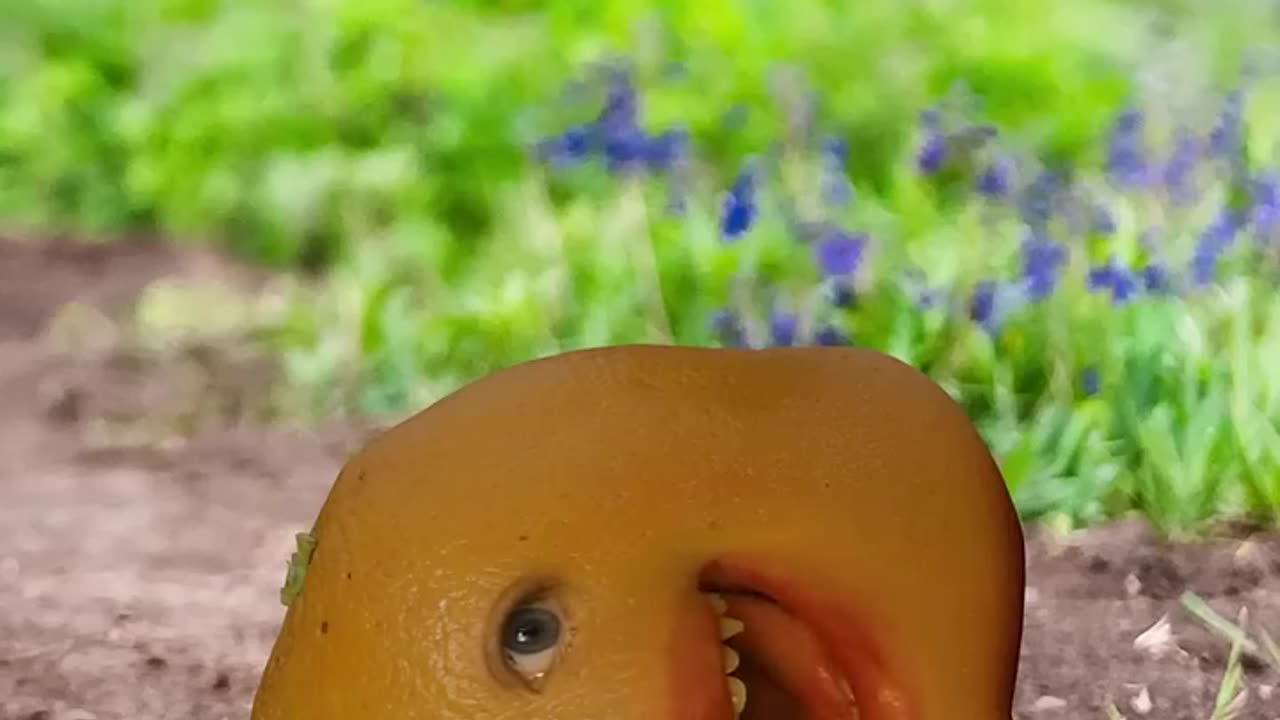 Annoying Orange Went Dounhill