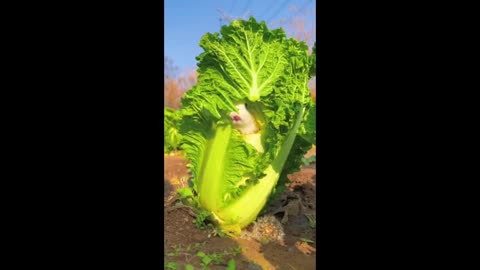 The big goose and the little bunny are fighting over cabbage to eat