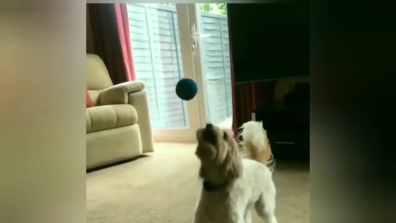 funny animals 13