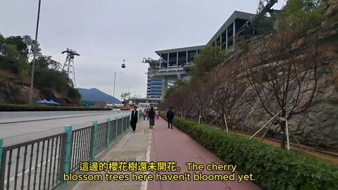 （一齊快去睇櫻花）東涌站 ~ 櫻花園 tung chung station ~ Cherry Blossom Garden