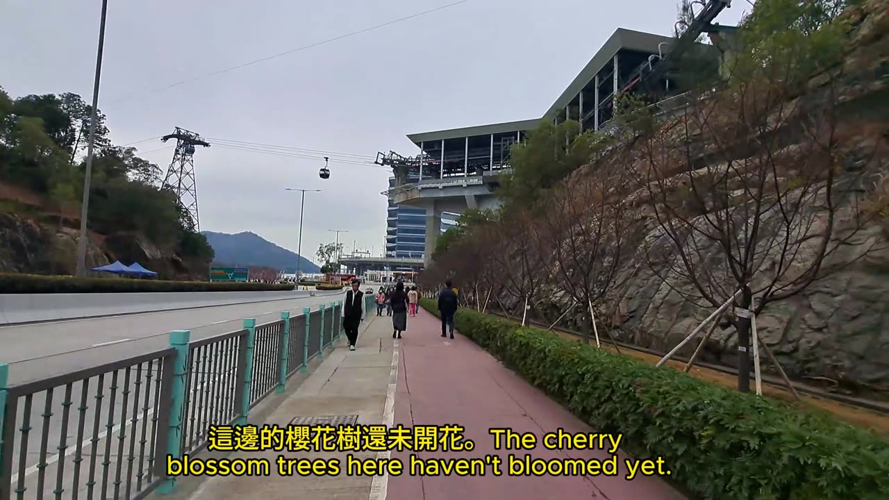 (一齊快去睇櫻花)東涌站 ~ 櫻花園 tung chung station ~ Cherry Blossom Garden