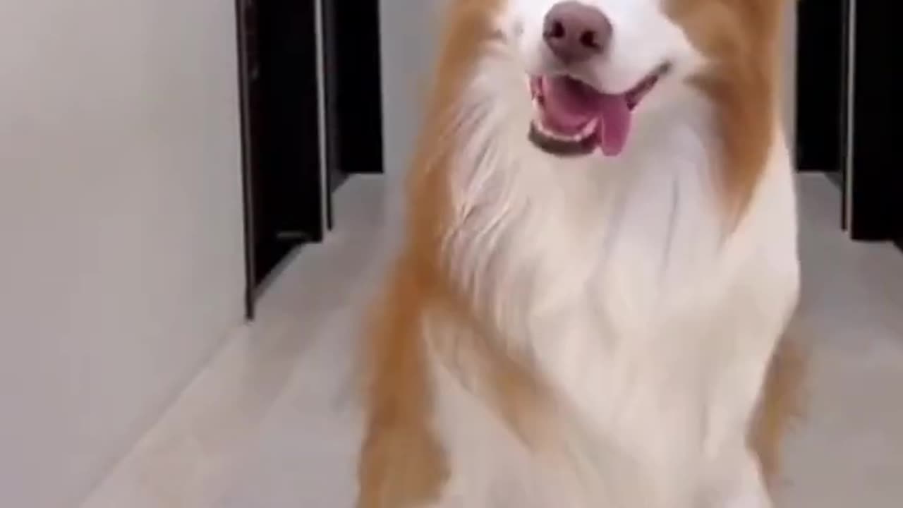 dancing funny dog