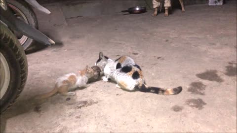 Cat Mom and Kitten Catching Eating Big Mouse