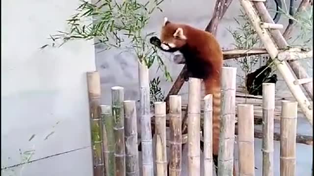 red pandas