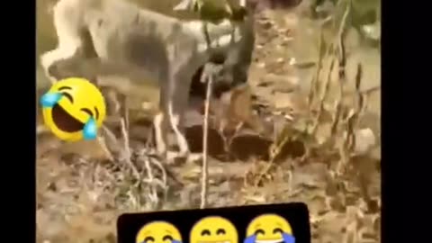 Comedy video by animals