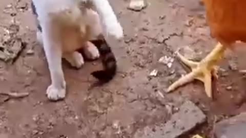 Watch What Happens Next - Cat and chicken fight