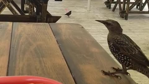 Brazen smart birds