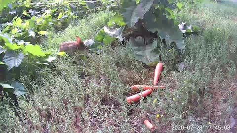 Bunny Cam 2