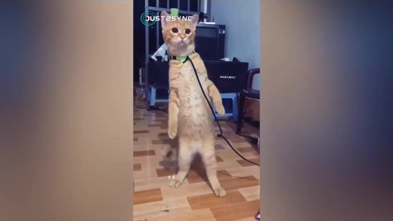 Cat's funny complation