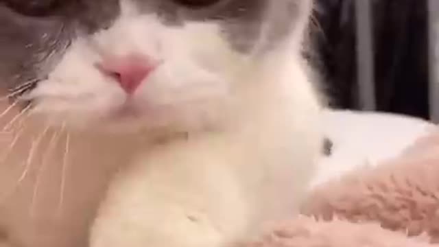 Cute Cats and Funny Animals Compilation 😹 Try Not To Laugh Challenge Cute Cat