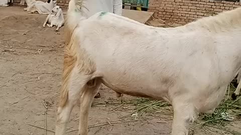 Beautiful Goat