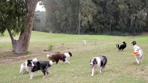 Dogs in the parck