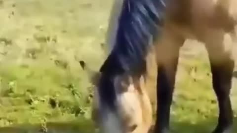 super funny animals videos from tiktok