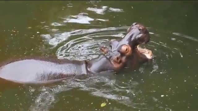A hippopotamus