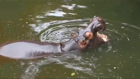 A hippopotamus