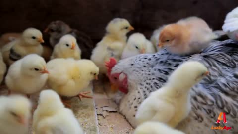 backyard chickens - Hen and chicks