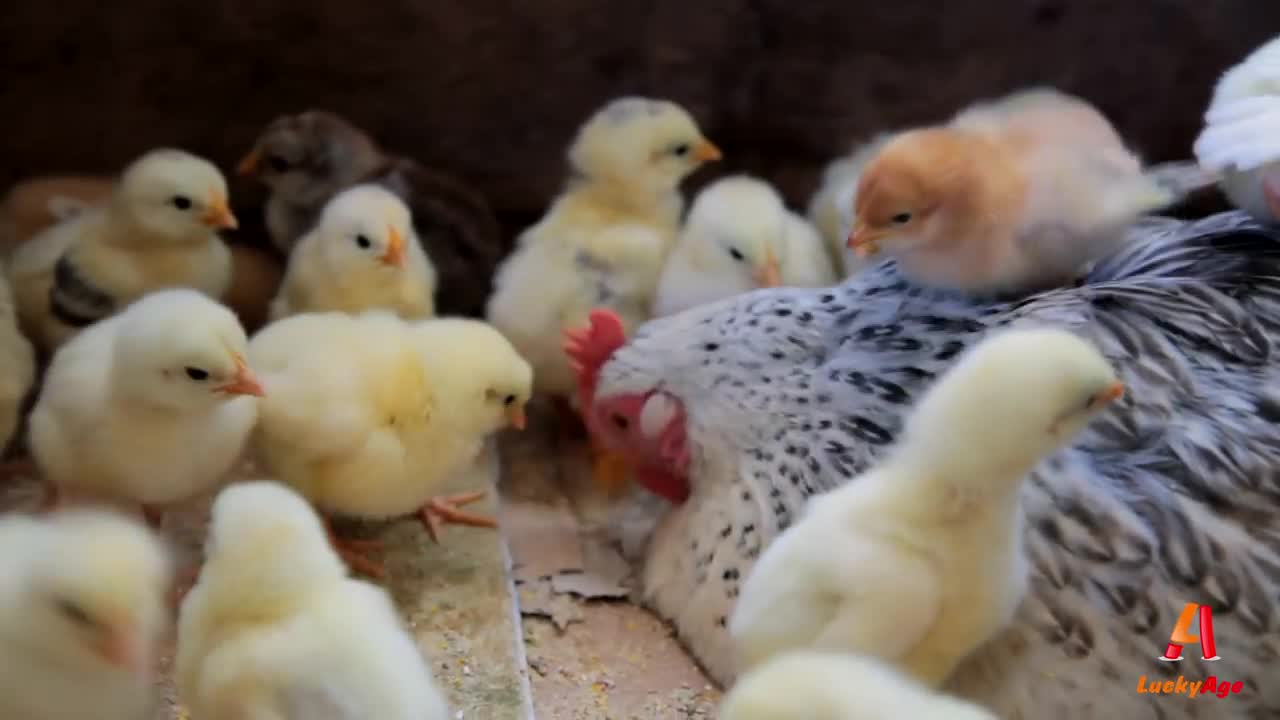 backyard chickens - Hen and chicks