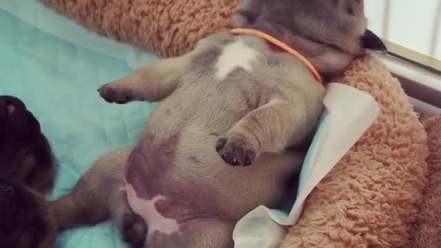 Dancer dreams of lovely dog