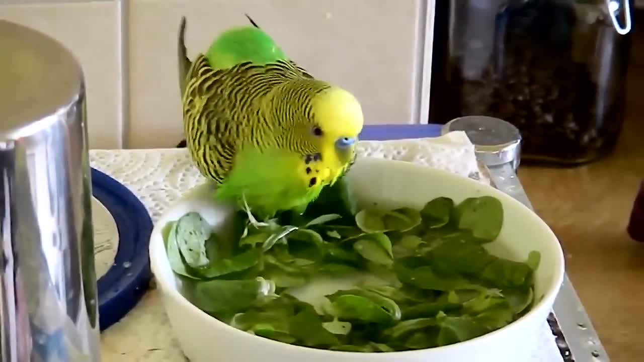 Budgies and Cockatiel Birds Playing and Feeding