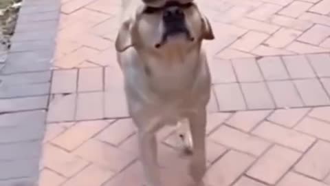 Cute dog hold food plate| cute dogs