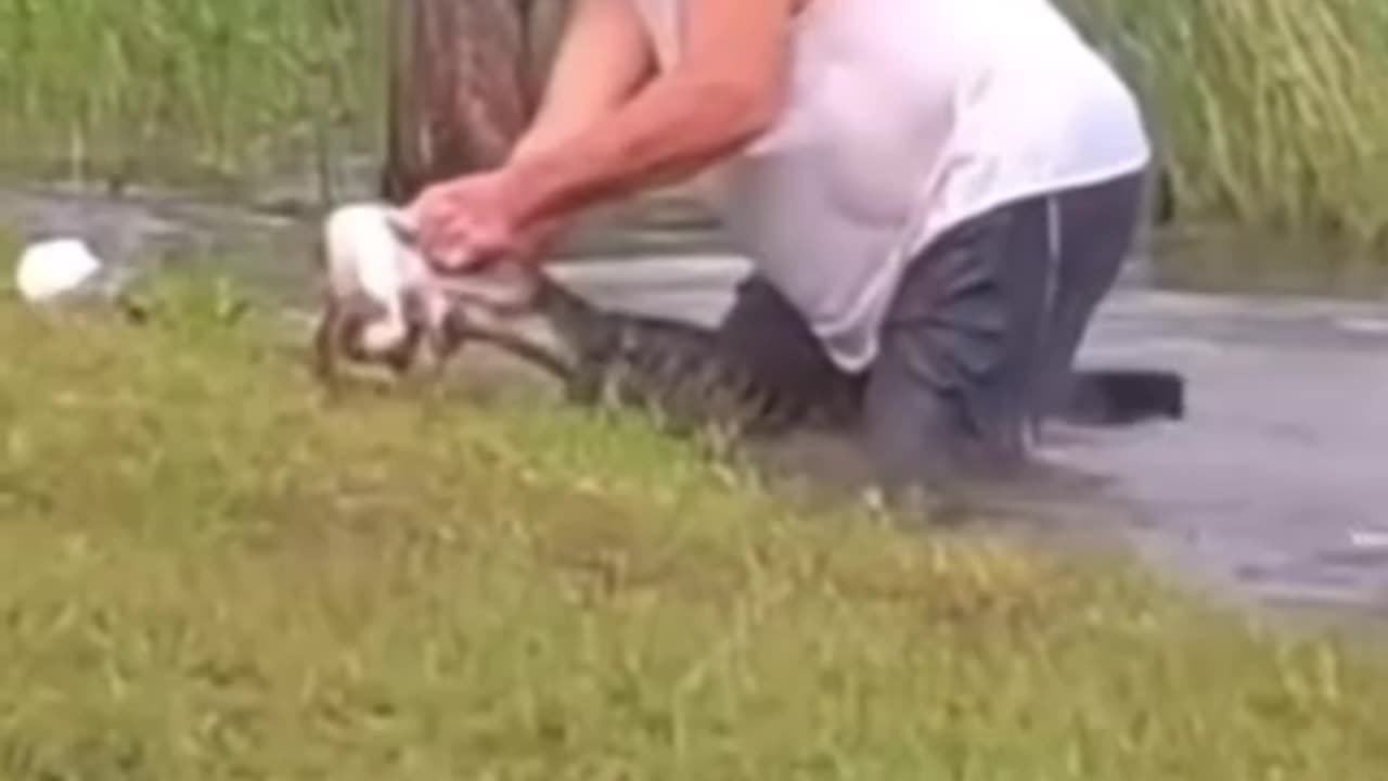 save crocodile he is good person