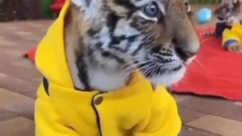 This Is Just So Cute One #shorts #viral #shortsvideo #video