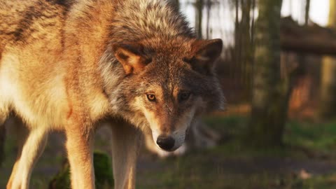 Wolf animal mammal