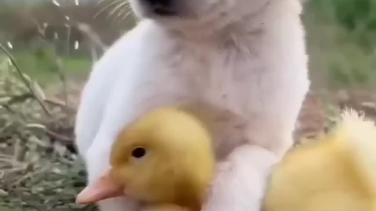 Dog love ducks