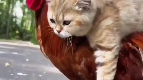 Funny cat 🐈😺 funny videos birds