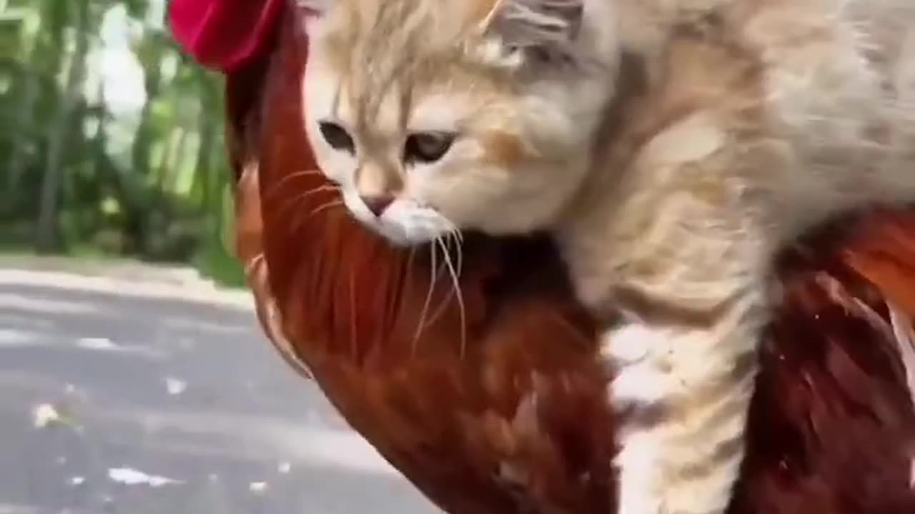 Funny cat 🐈😺 funny videos birds