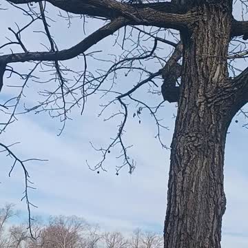 Squirrel kissena park.