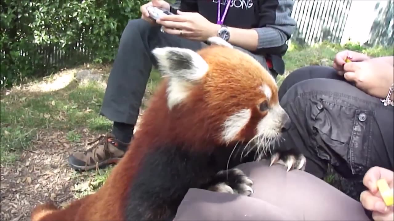 Most Adorable Red Panda - CUTEST Compilation