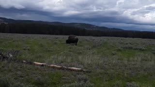 Wild Buffalo in Yellowstone Nat'l Pk Wy, thank you Jesus. June 16th, 2023