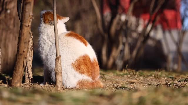 The cat is basking in the sun under the tree