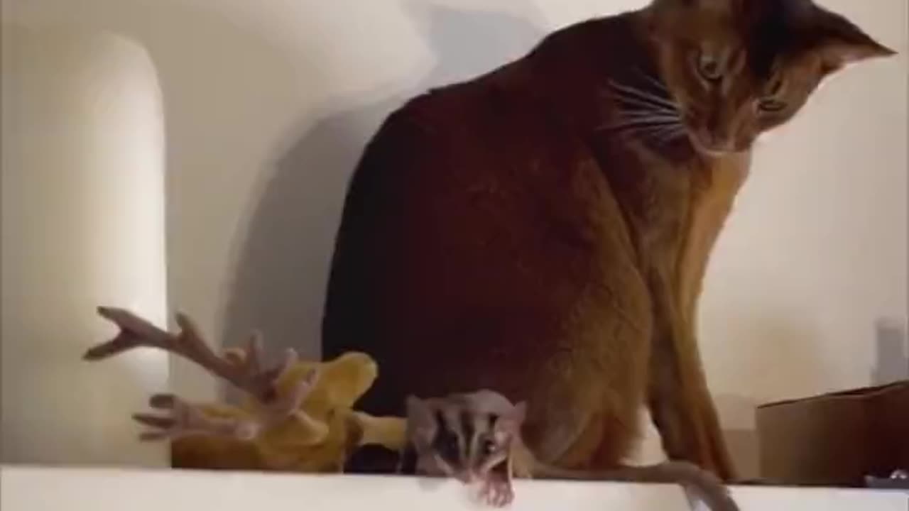 Cat surprised by flying squirrel