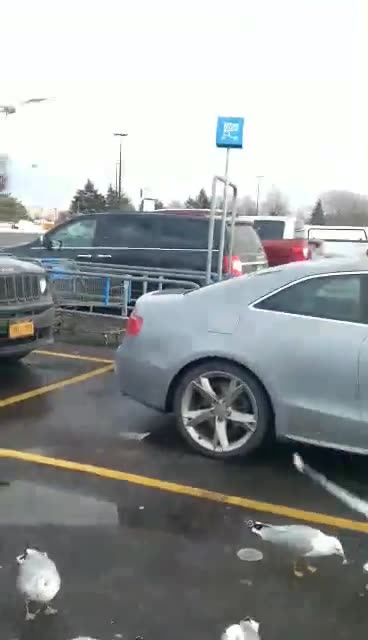 Feeding some seagulls 🕊