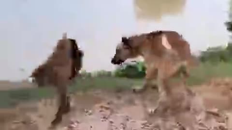 Funny 🤣🤣 video