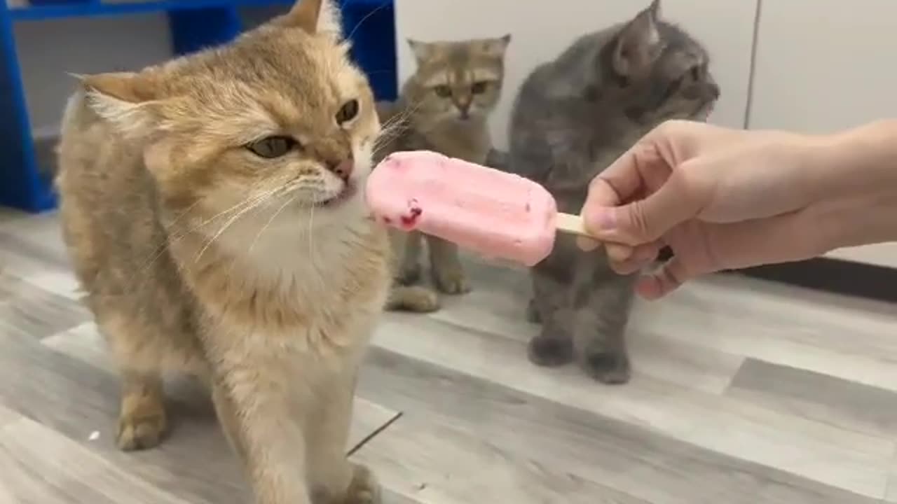 TOP 1 cutest 🥰🙈 - That's what happens when you give a cat ice cream