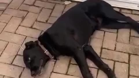 Trabalhar não quer
