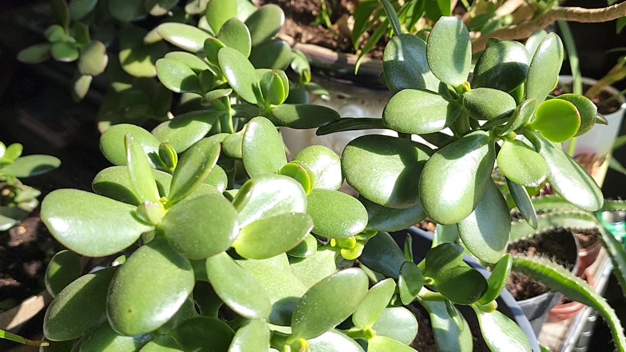 Crassula Ovata Jade Forest Plant Series One of Three