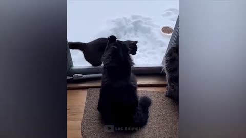 Саt