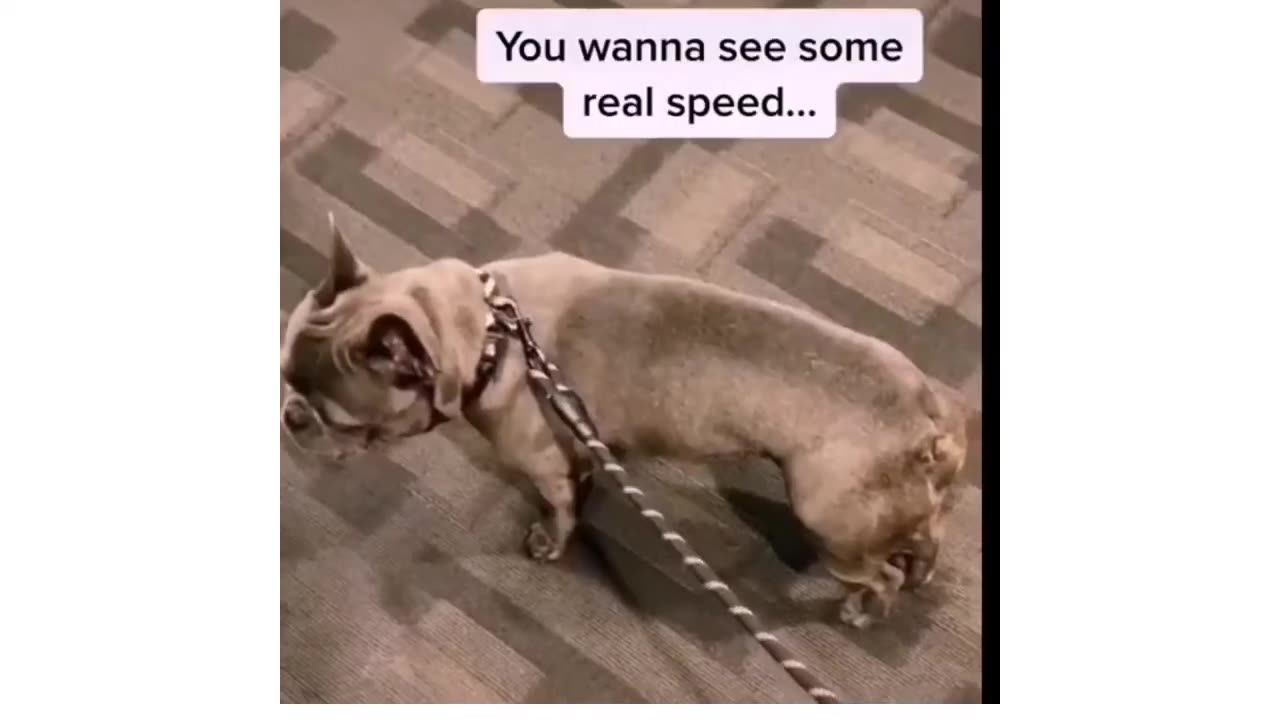 CAT'S AND DOG'S BEST FUNNY