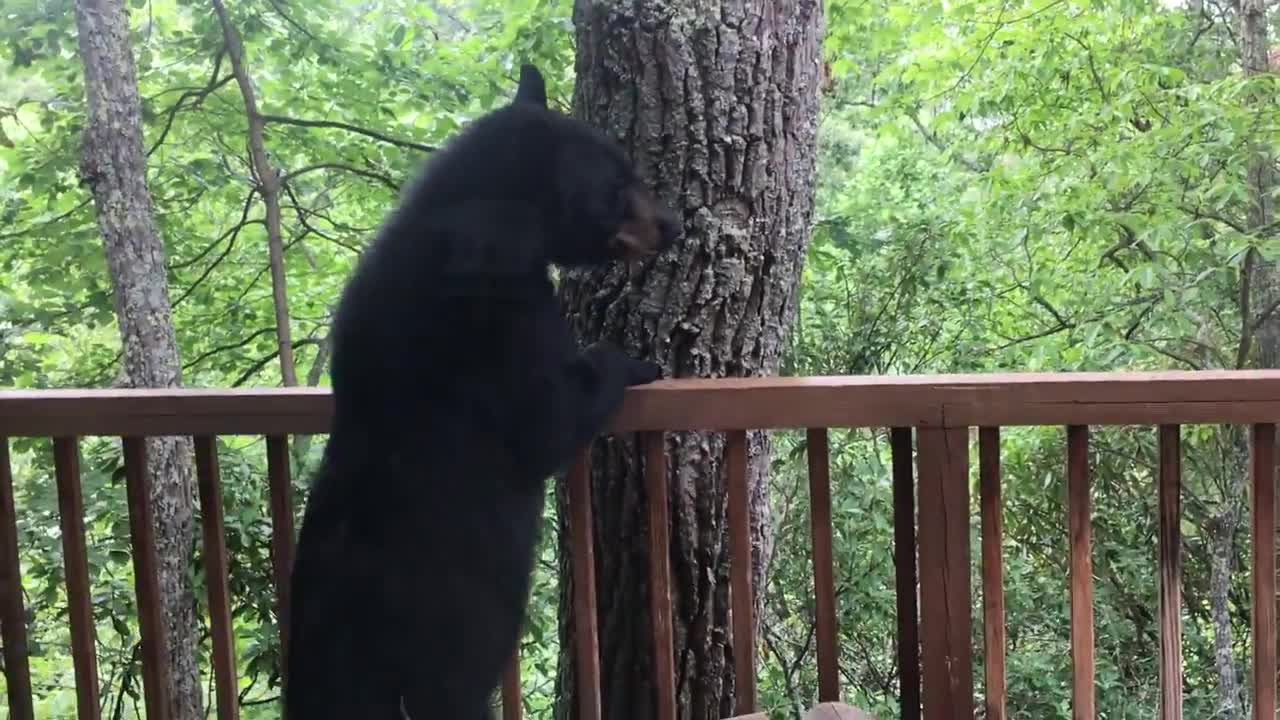 Momma Bear and Cub On Porch in Gatlinburg - BJBourg